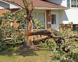 Comunicare la caduta accidentale di un albero 